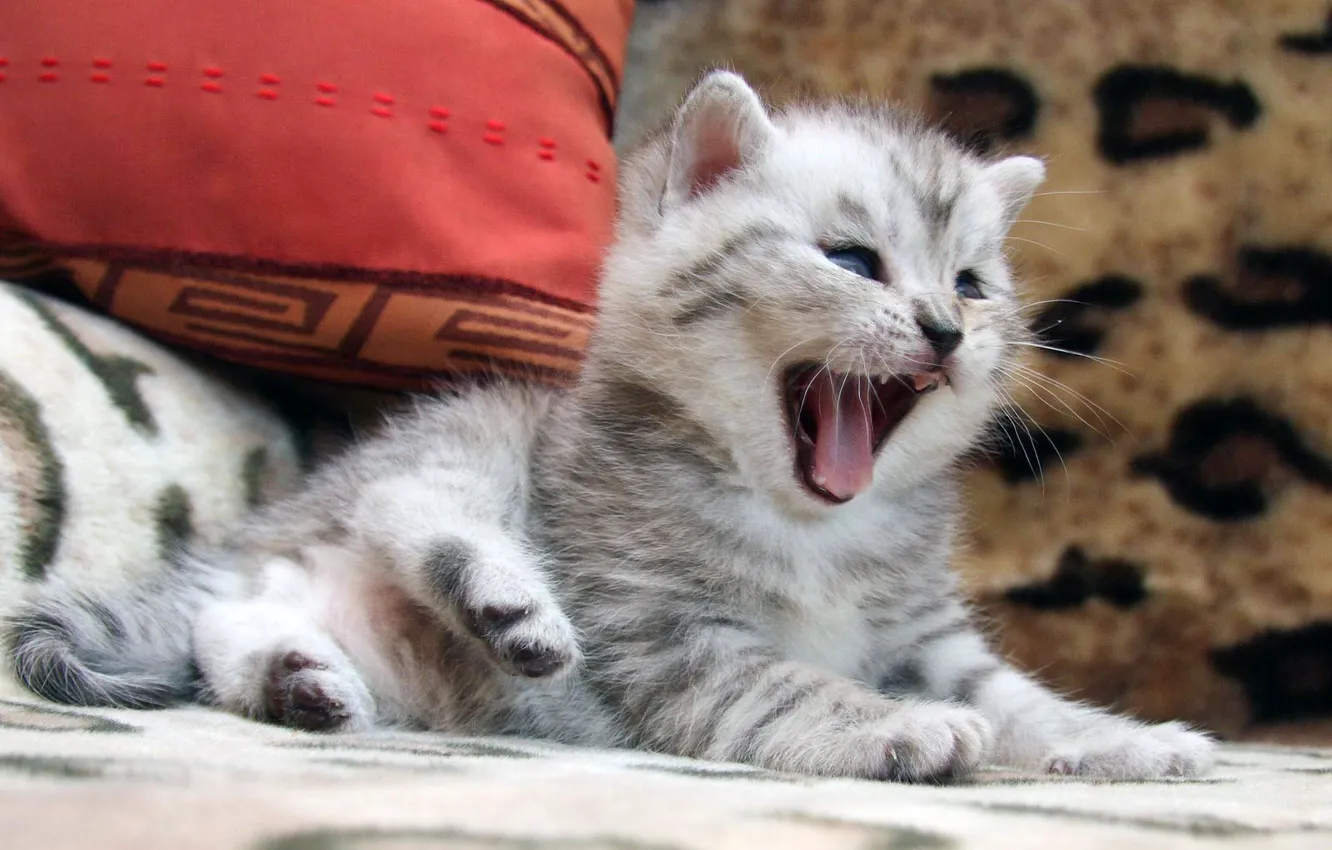 Photo wallpaper cat, cat, kitty