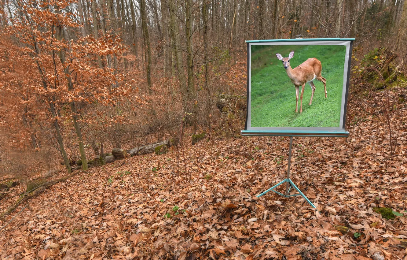 Photo wallpaper forest, nature, deer
