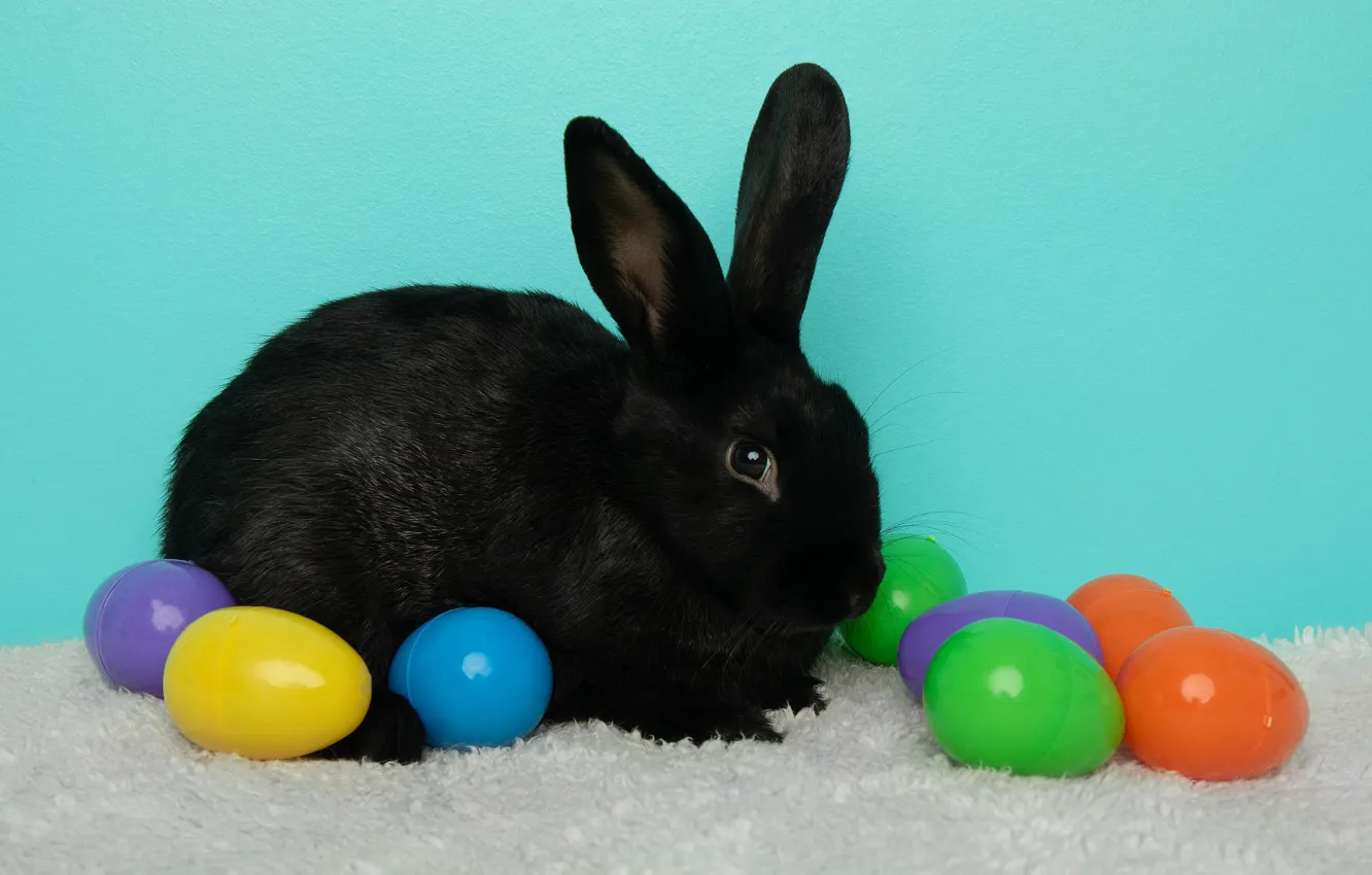 Photo wallpaper holiday, black, toy, eggs, spring, rabbit, Easter, fur