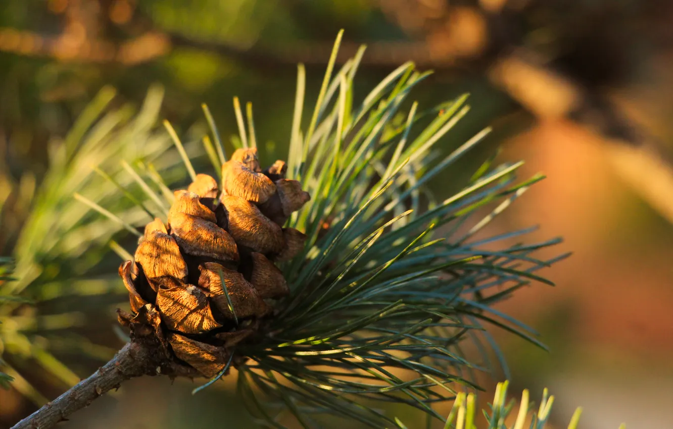 Photo wallpaper pine, twig, cone