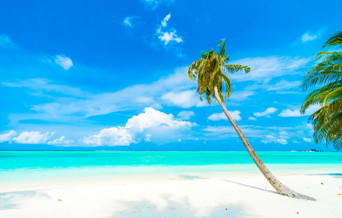 Photo wallpaper sand, sea, beach, summer, tropics, palm trees, summer, beach