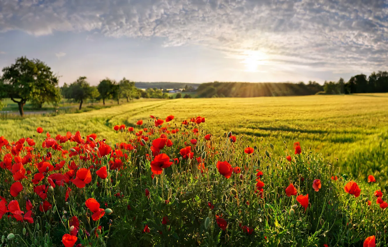 Photo wallpaper Bayern, Bayern, poppy field, poppy field, Monfelder-Adelschlag, Mohnfelder Adelschlag