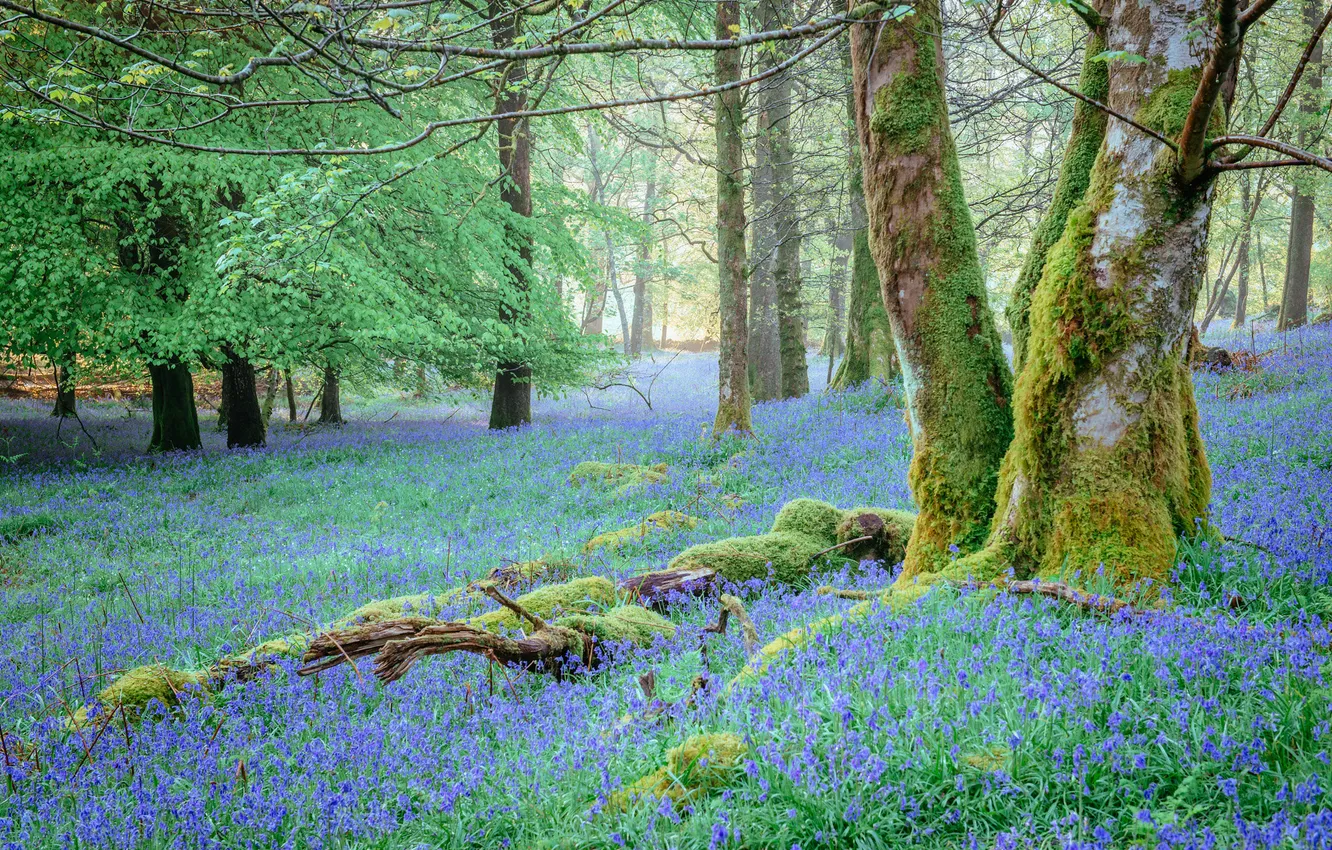 Photo wallpaper forest, flowers, nature, spring