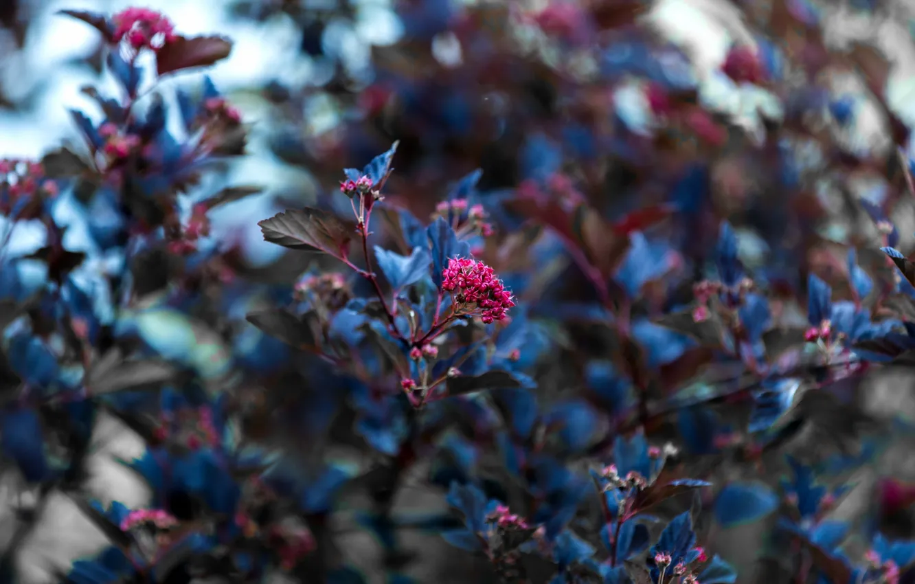 Photo wallpaper summer, branches, nature