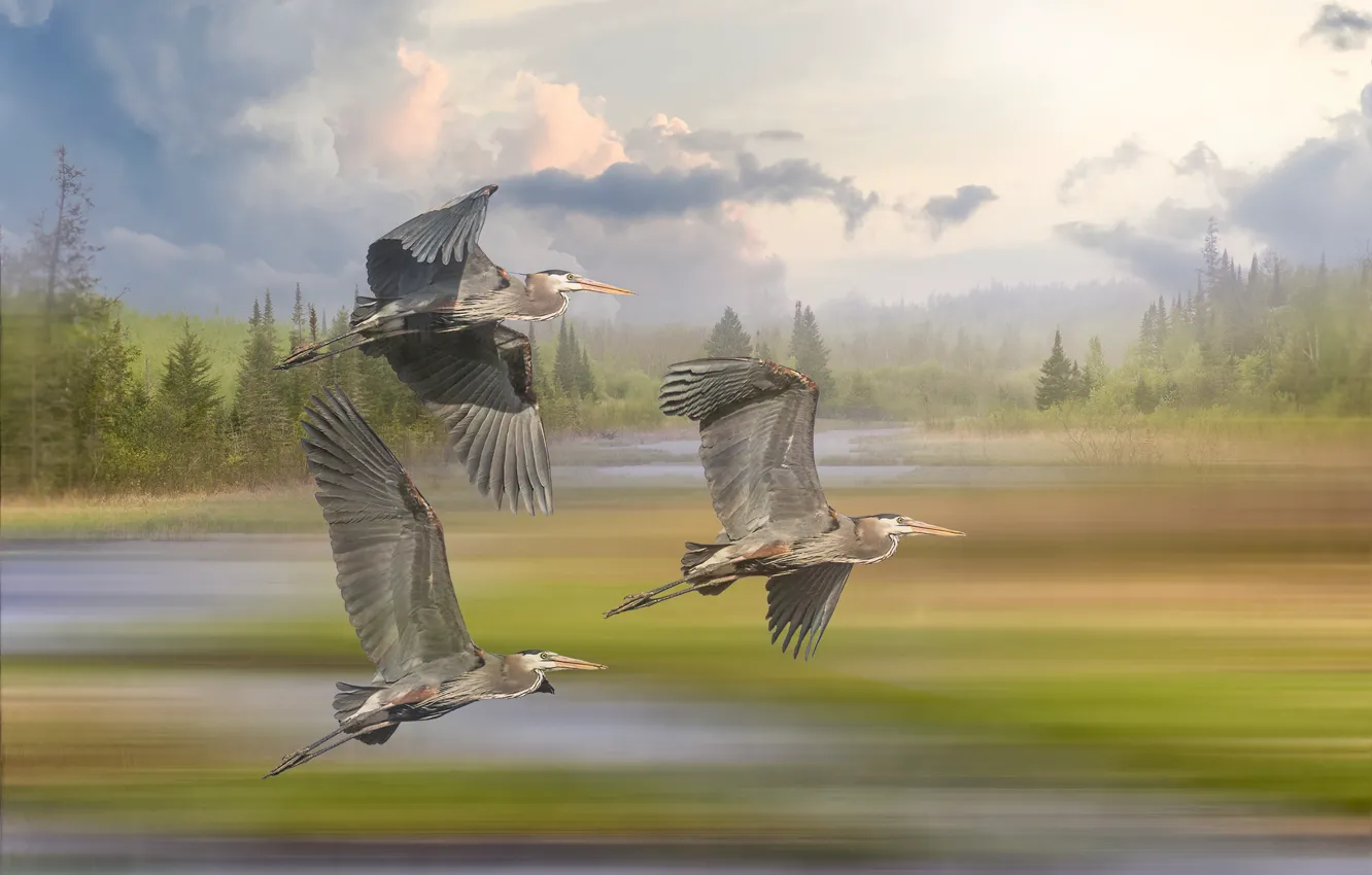 Photo wallpaper forest, flight, bird, treatment, trio, Heron, grey Heron