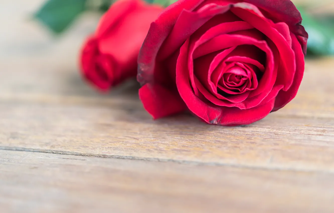 Photo wallpaper flowers, roses, red, rose, red rose, buds, flower, wood