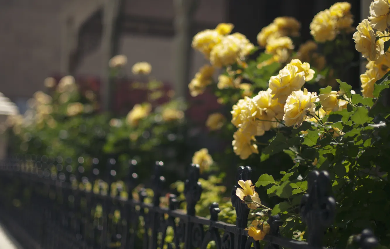 Photo wallpaper flowers, yellow, petals