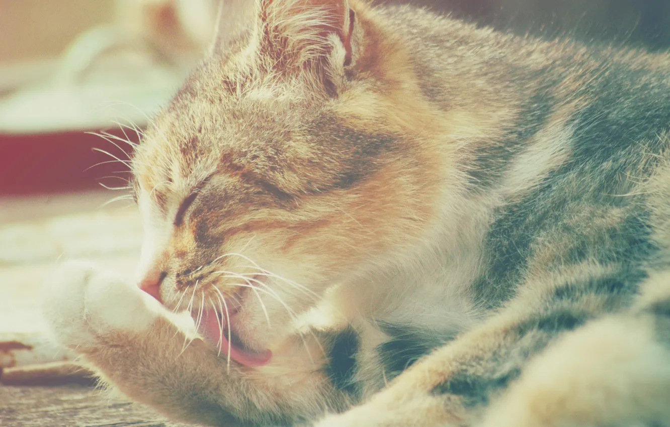 Photo wallpaper cat, mustache, animal, wool