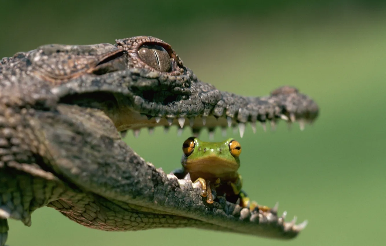 Photo wallpaper frog, teeth, crocodile