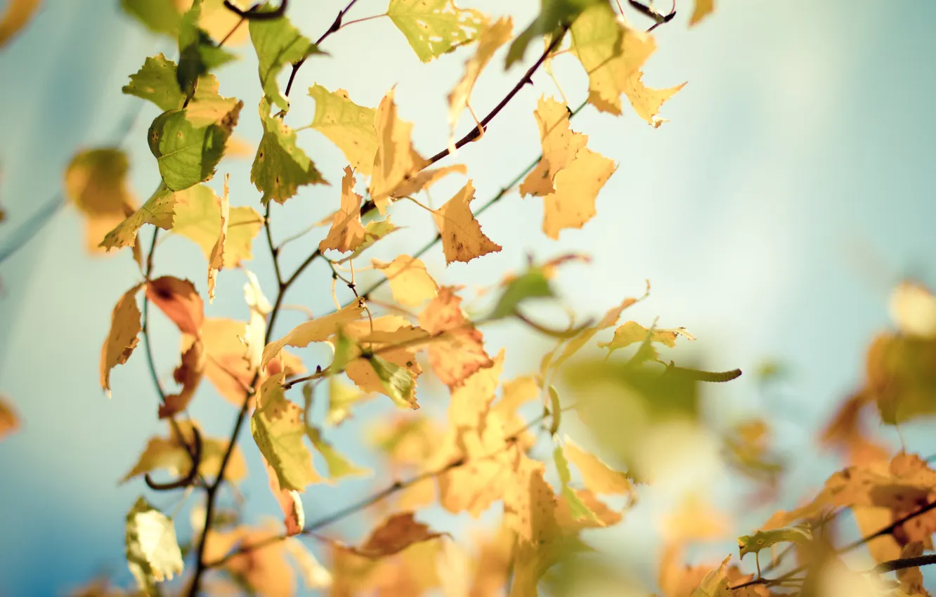 Photo wallpaper autumn, leaves, the sun, macro, rays, trees, branches, photo