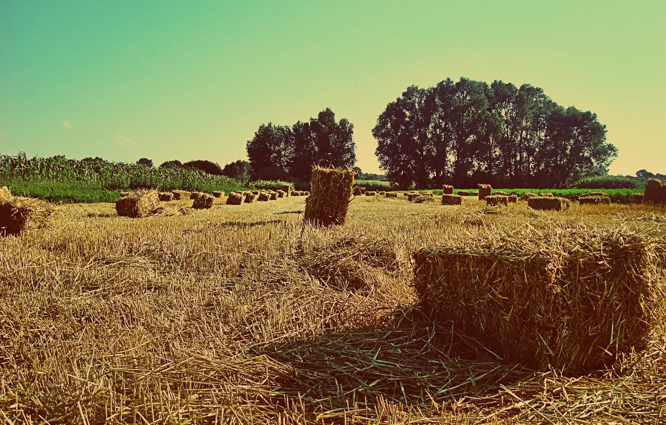 Photo wallpaper field, village, hay, the sheaf