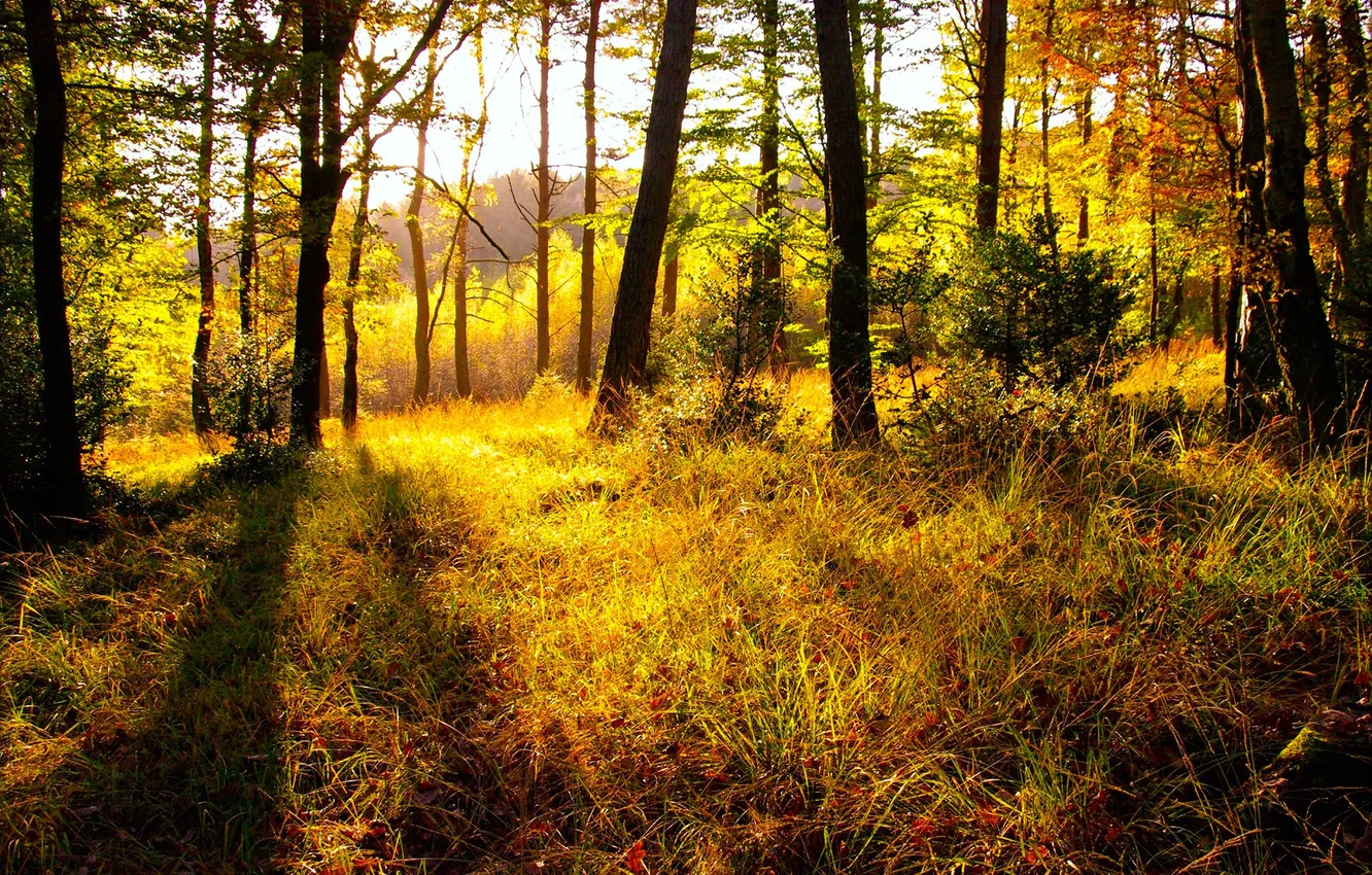 Photo wallpaper autumn, forest, grass, nature, brightness