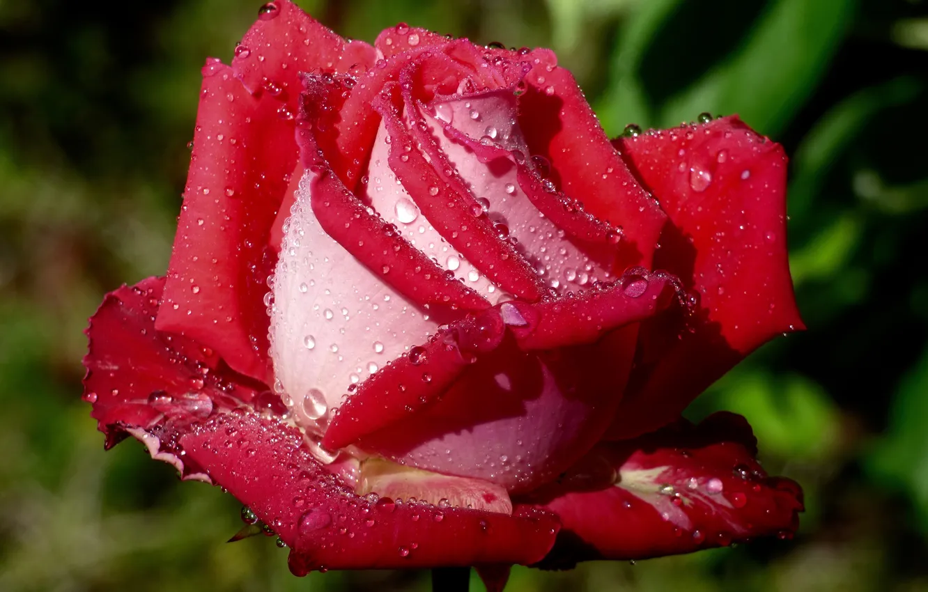 Photo wallpaper drops, macro, roses, buds
