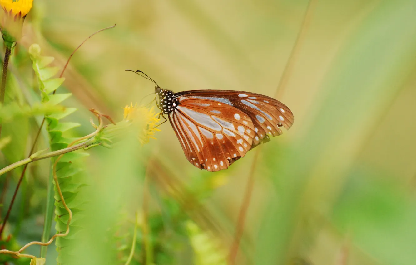 Photo wallpaper grass, flowers, background, butterfly