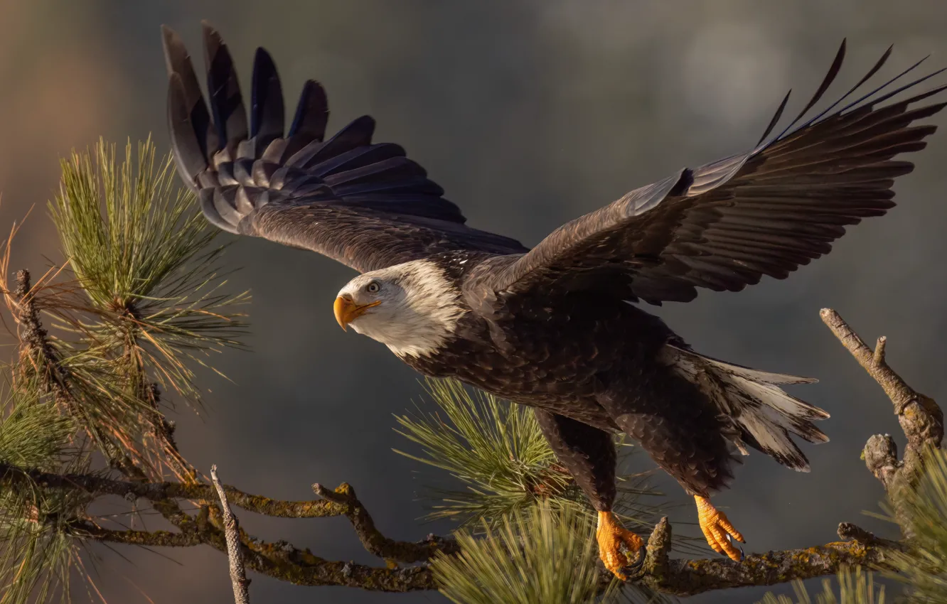 Photo wallpaper bird, wings, branch, the rise, Bald eagle