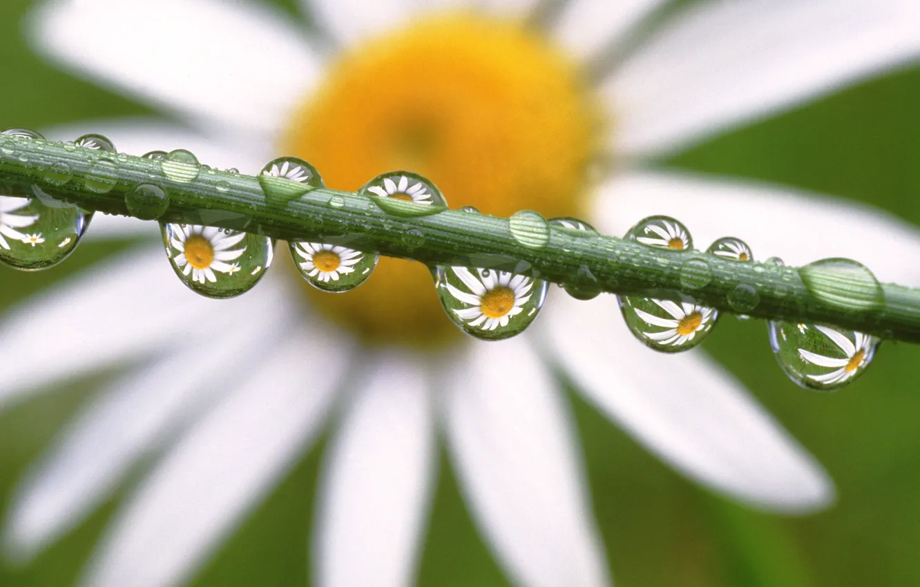 Photo wallpaper drops, flowers, Daisy, Daisies in the Dewdrops