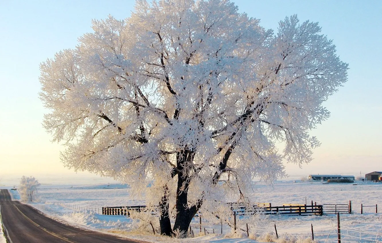 Photo wallpaper winter, frost, road, the sky, nature, tree