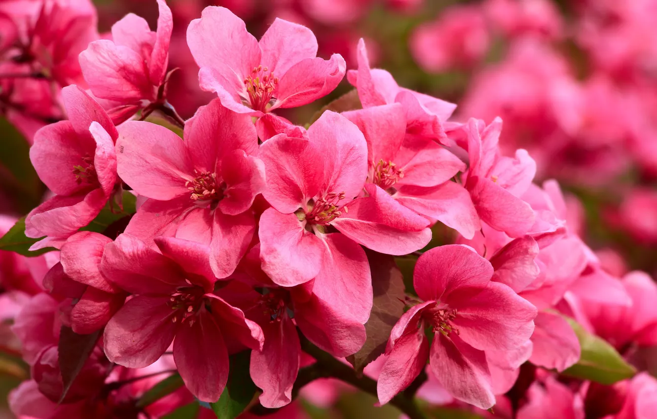 Photo wallpaper flower, pink, spring