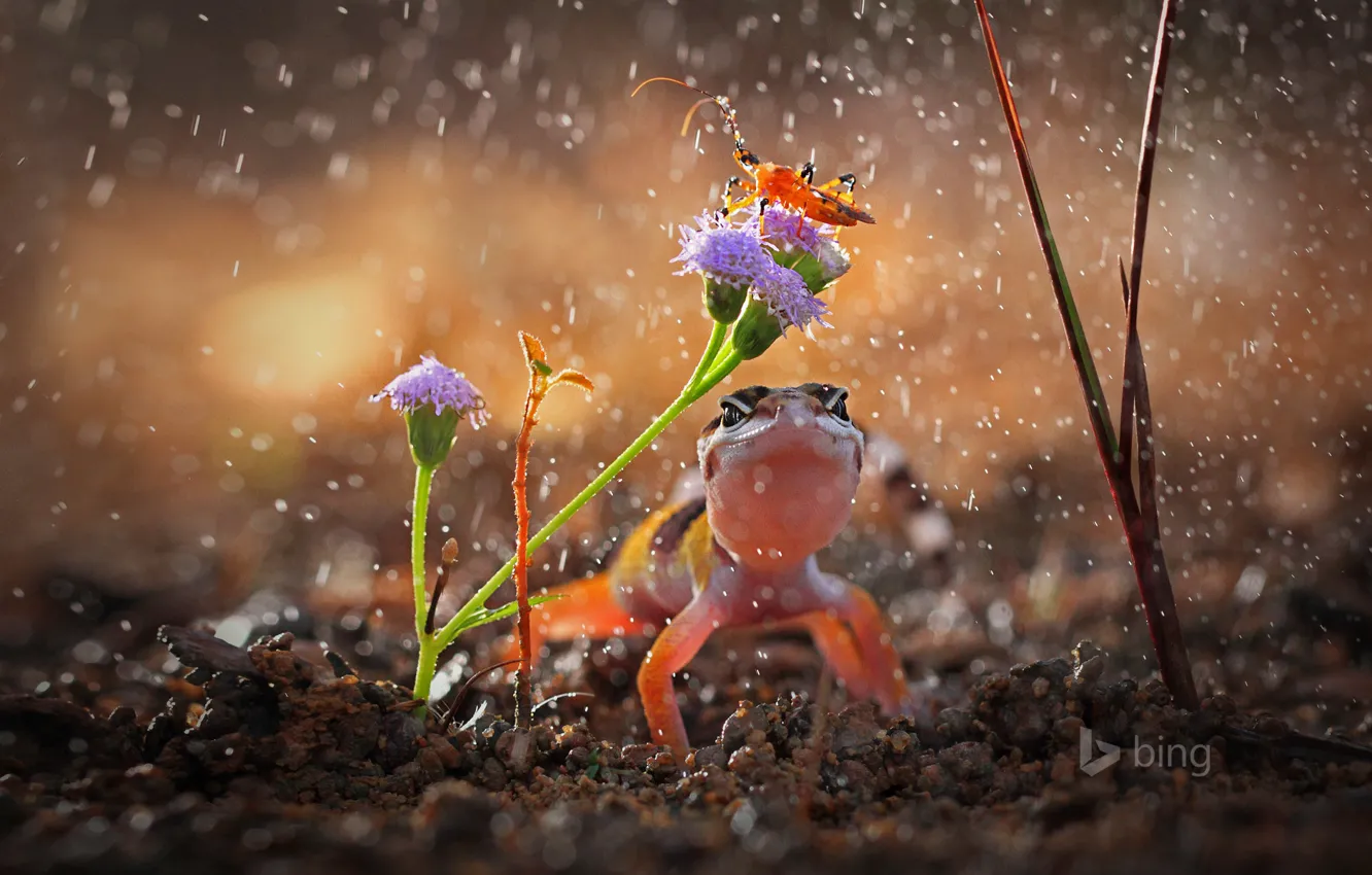 Photo wallpaper flower, drops, rain, plant, lizard, Indonesia, insect, gekon