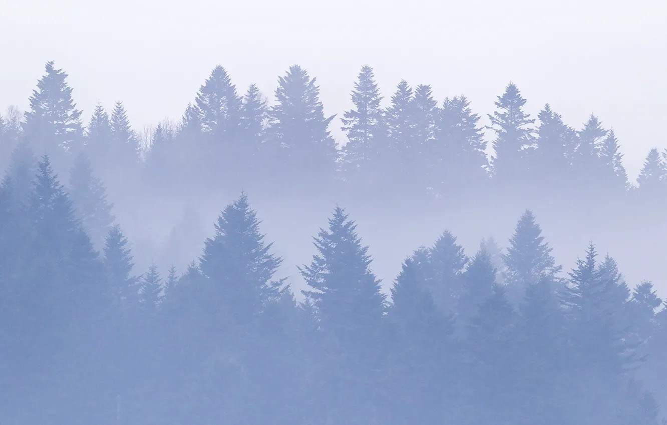 Photo wallpaper forest, mountains, Ukraine, Carpathians