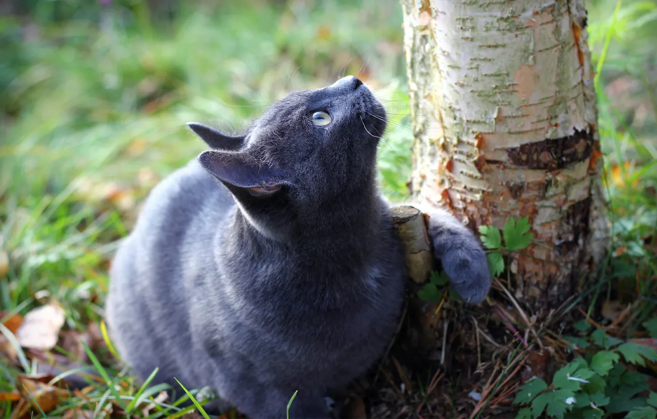Photo wallpaper cat, grass, tree, earth, trunk