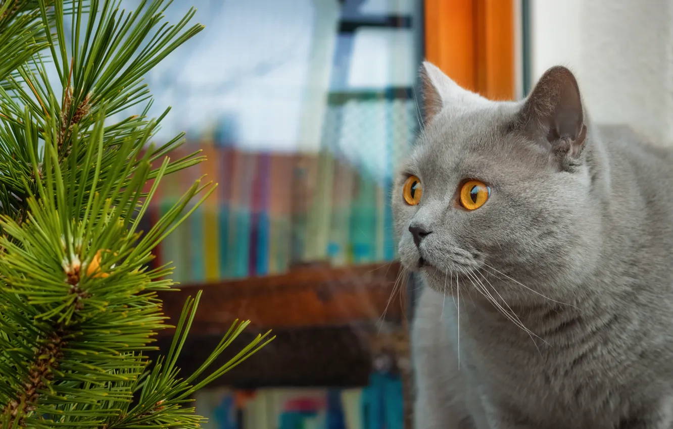 Photo wallpaper cat, cat, look, glass, branches, pose, grey, face