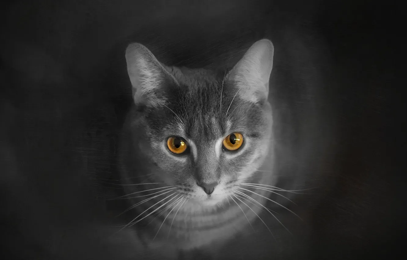 Photo wallpaper cat, cat, look, grey, background, treatment, smoky