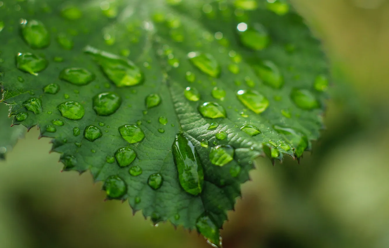 Photo wallpaper water, drops, leaf