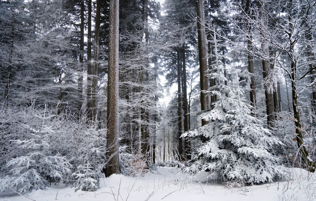 Photo wallpaper winter, forest, snow