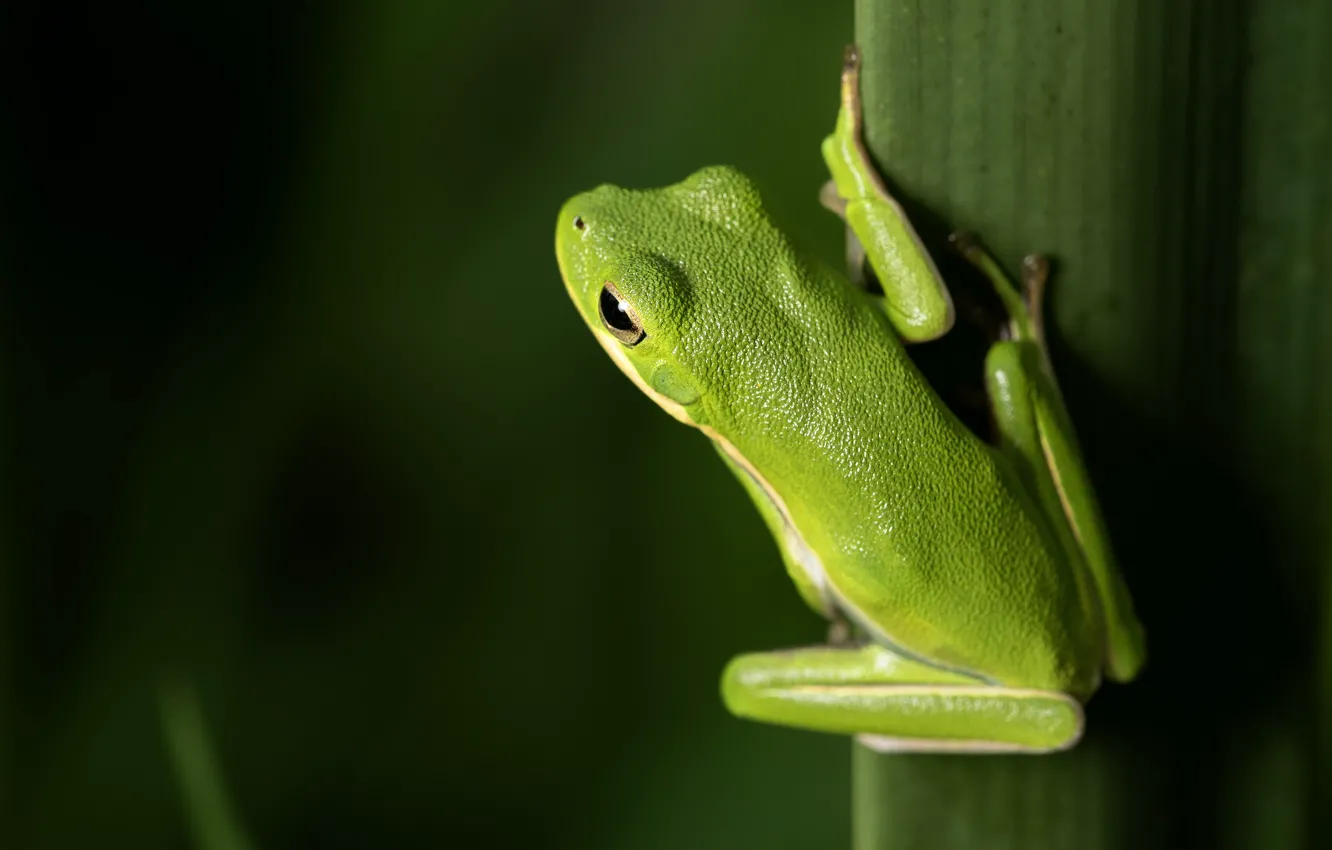 Photo wallpaper green, background, frog
