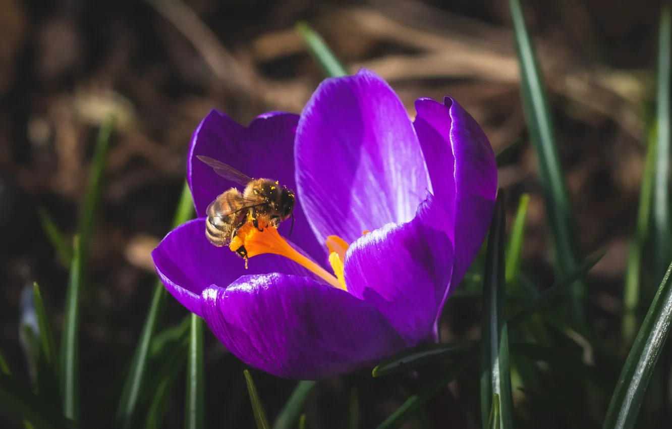 Photo wallpaper leaves, macro, light, flowers, bee, pollen, spring, crocuses