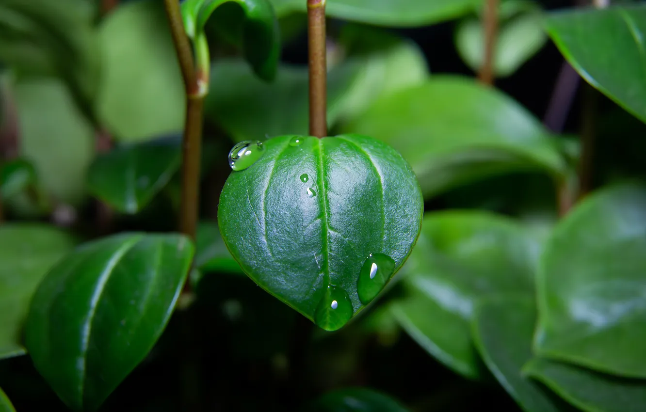 Photo wallpaper drops, macro, leaf, plant, a drop on a leaf