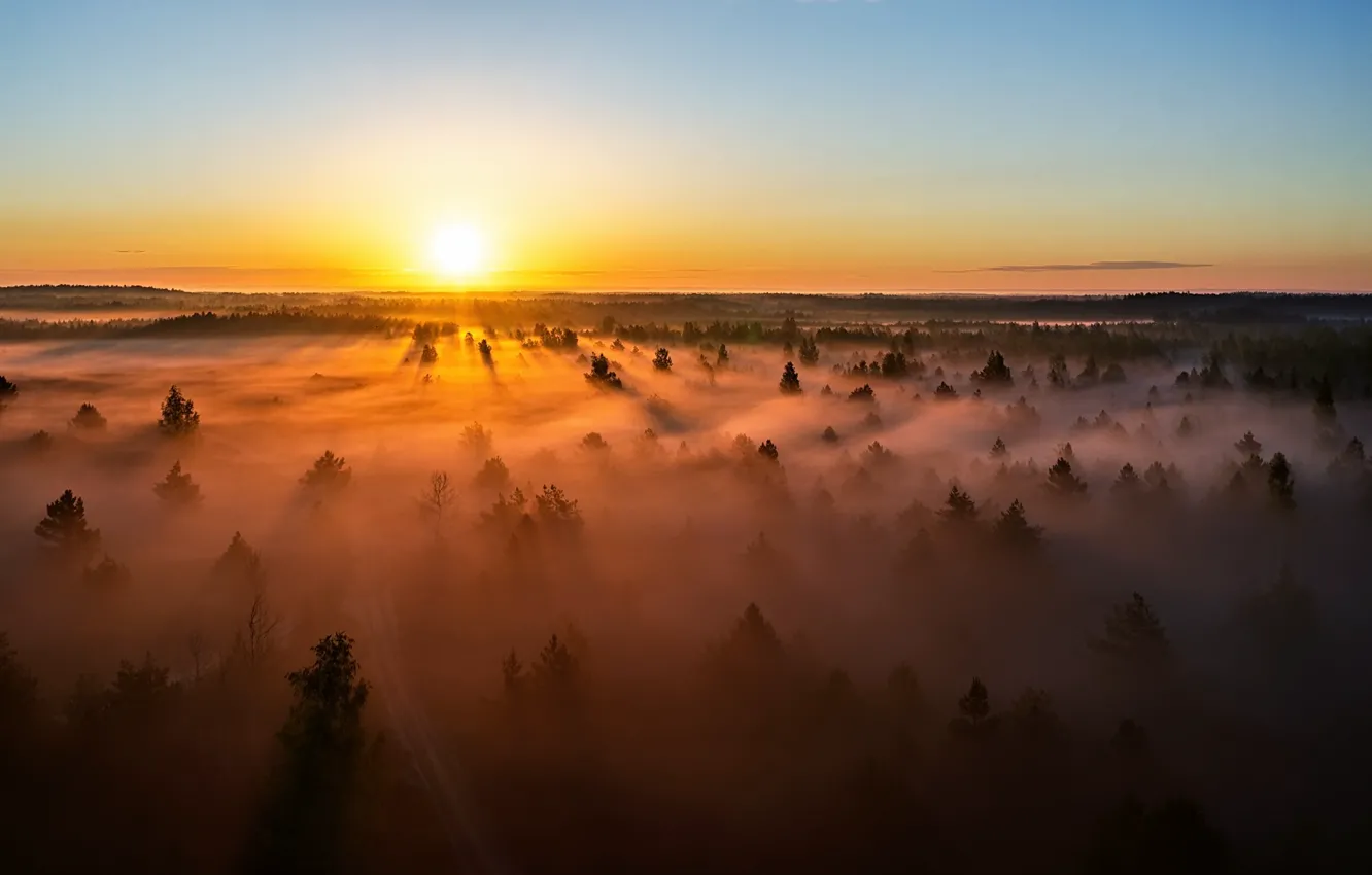 Photo wallpaper Lithuania, sunset, misty, forest