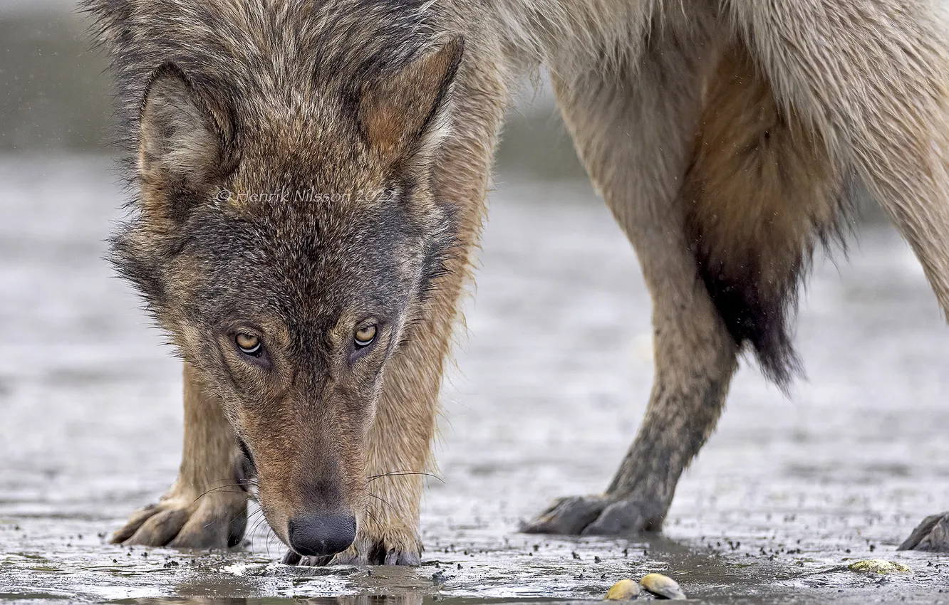 Photo wallpaper nature, Gray Wolf, face, animal, wolf, canis lupus, wildlife, head
