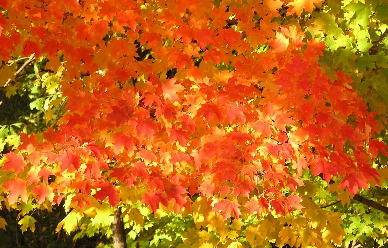 Photo wallpaper autumn, leaves, light, mood, foliage, silence, maple, the crimson