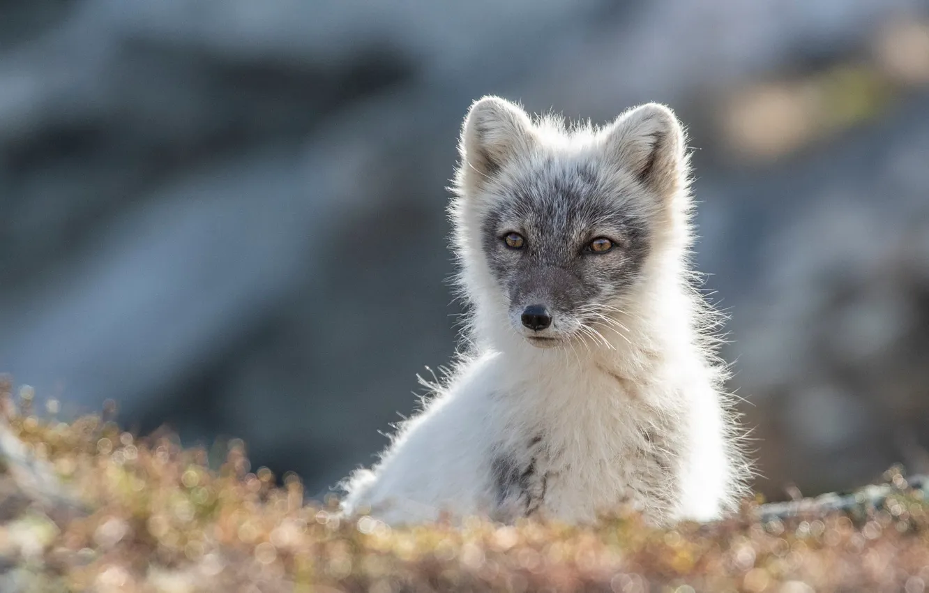 Photo wallpaper look, face, nature, background, portrait, Fox, bokeh, white with grey