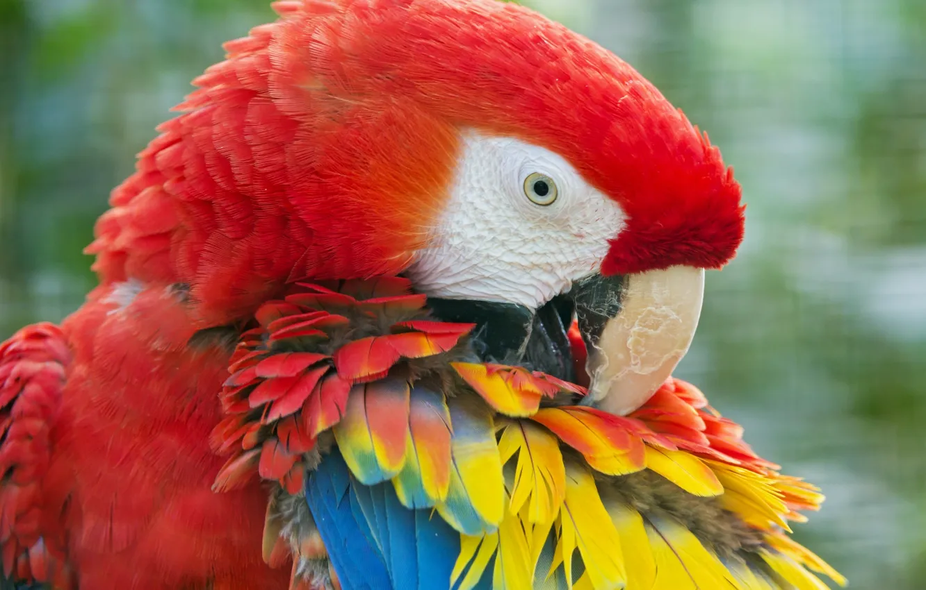 Photo wallpaper feathers, Ara, parrot