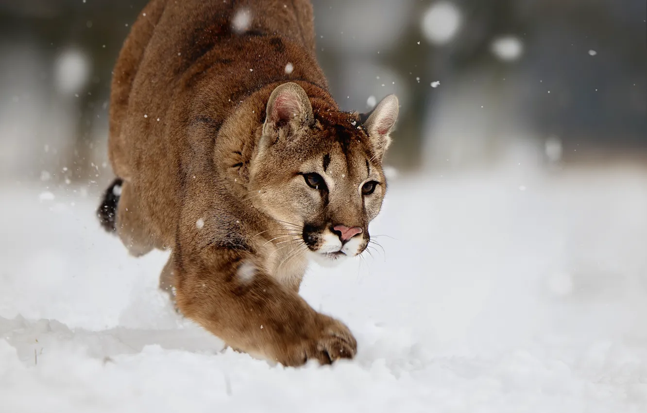 Photo wallpaper winter, snow, nature, animal, predator, Puma, Cougar