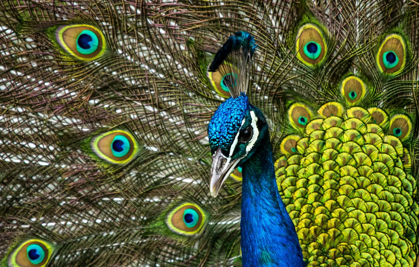 Photo wallpaper bird, portrait, feathers, tail, peacock