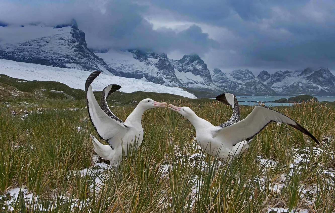 Photo wallpaper birds, dance, pair, Albatross, South Georgia and the South sandwich Islands