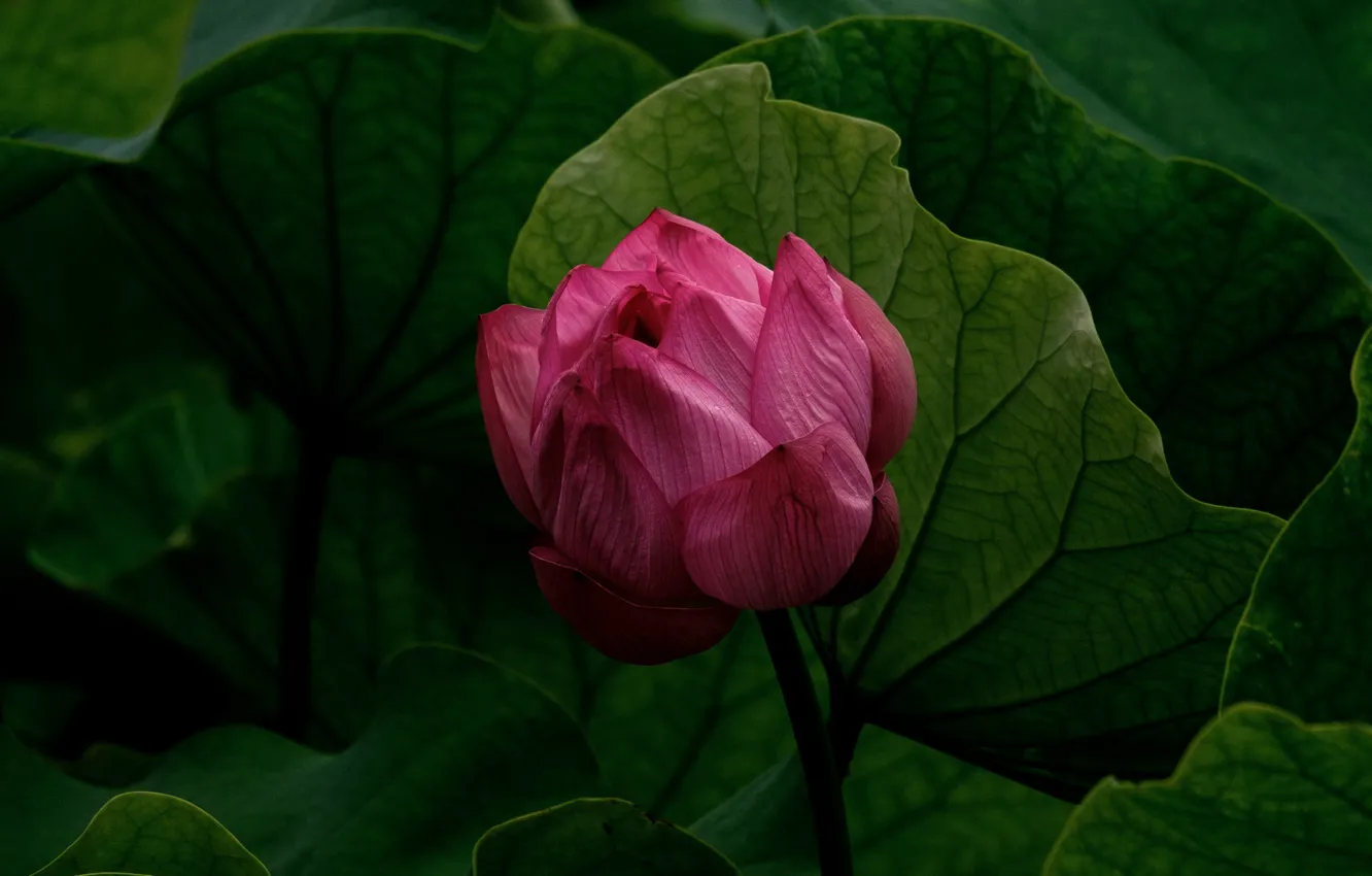 Photo wallpaper leaves, pink Lotus, by Sora Sagano