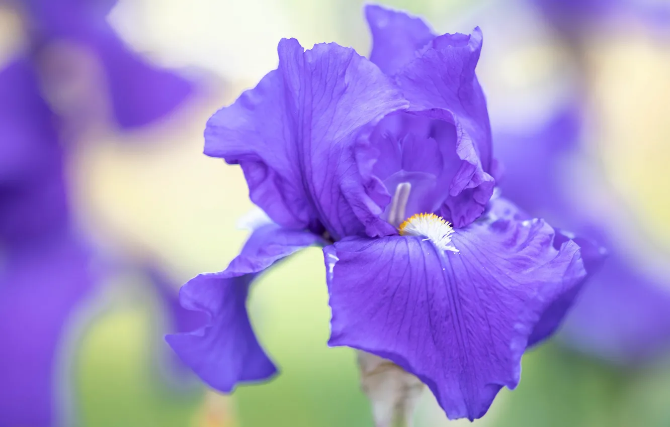 Photo wallpaper purple, macro, flowers, lilac, bokeh, iris