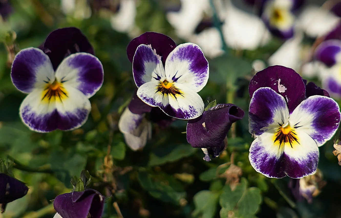 Photo wallpaper purple, flowers, Pansy, trio, viola