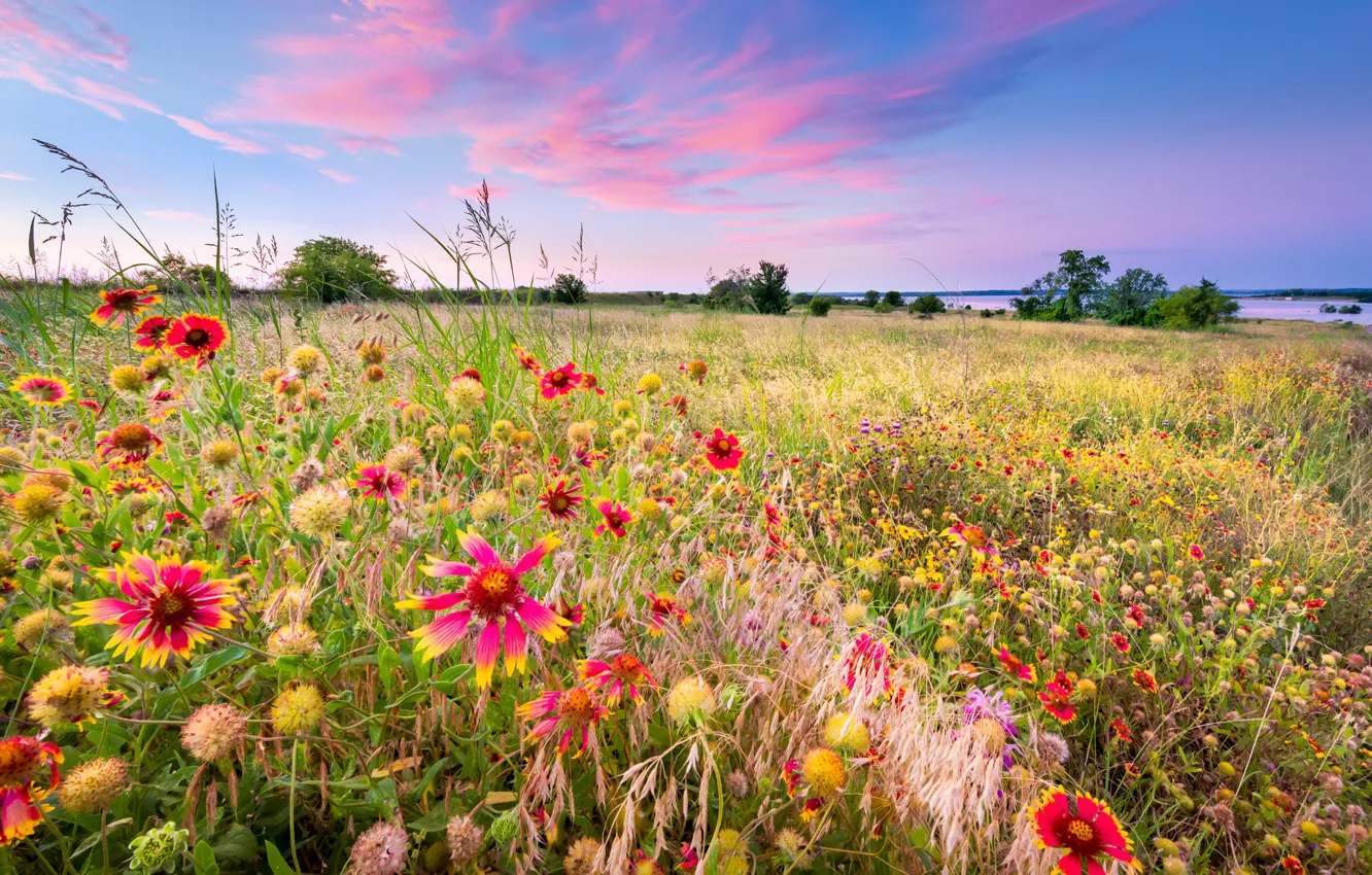 Photo wallpaper field, summer, flowers, glade, meadow, Gaylardiya