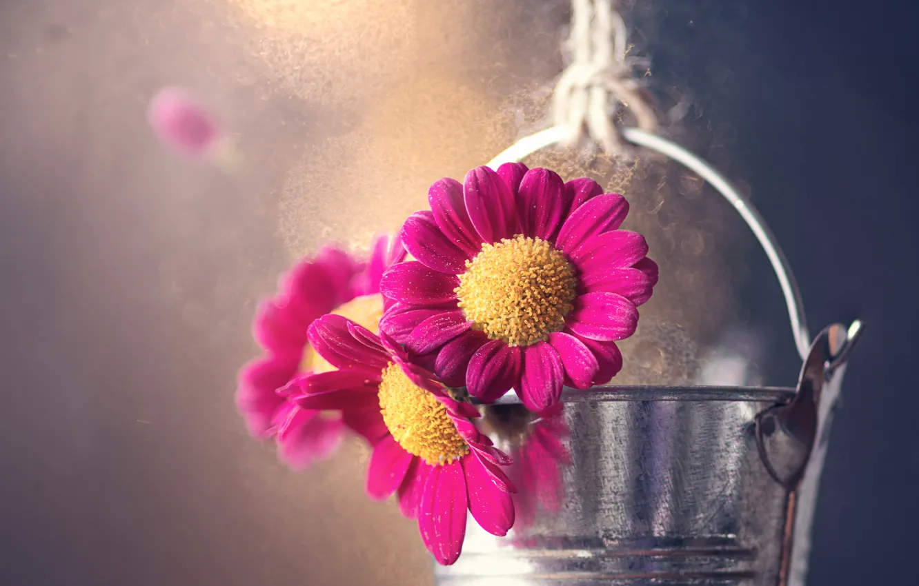 Photo wallpaper flowers, background, bucket
