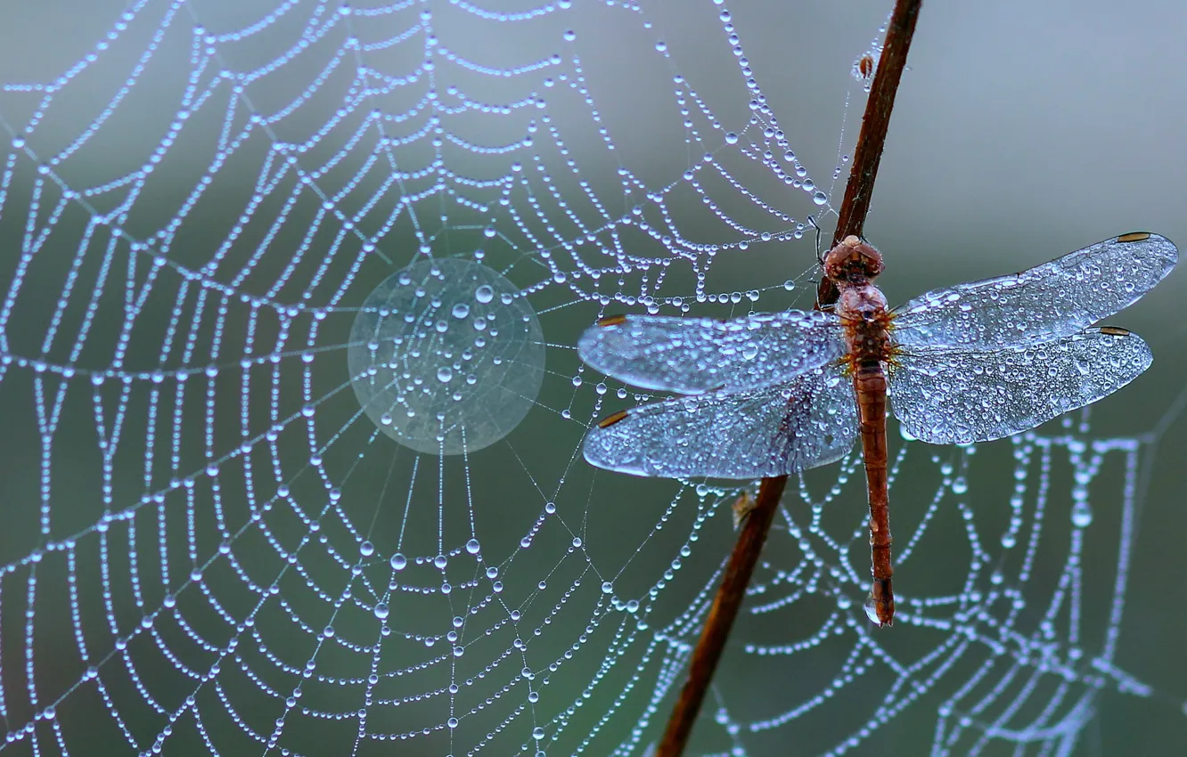 Photo wallpaper Rosa, the moon, web, dragonfly, morning