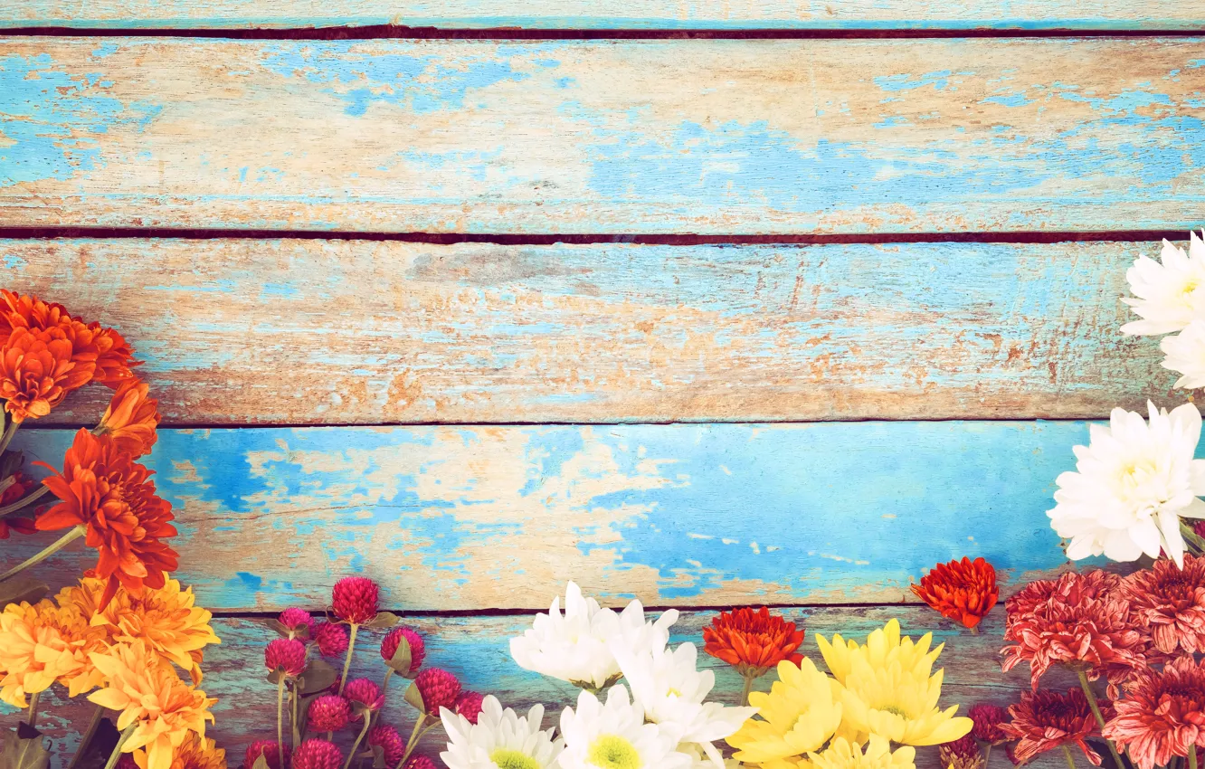 Photo wallpaper flowers, spring, colorful, chrysanthemum, wood, flowers, spring, tender