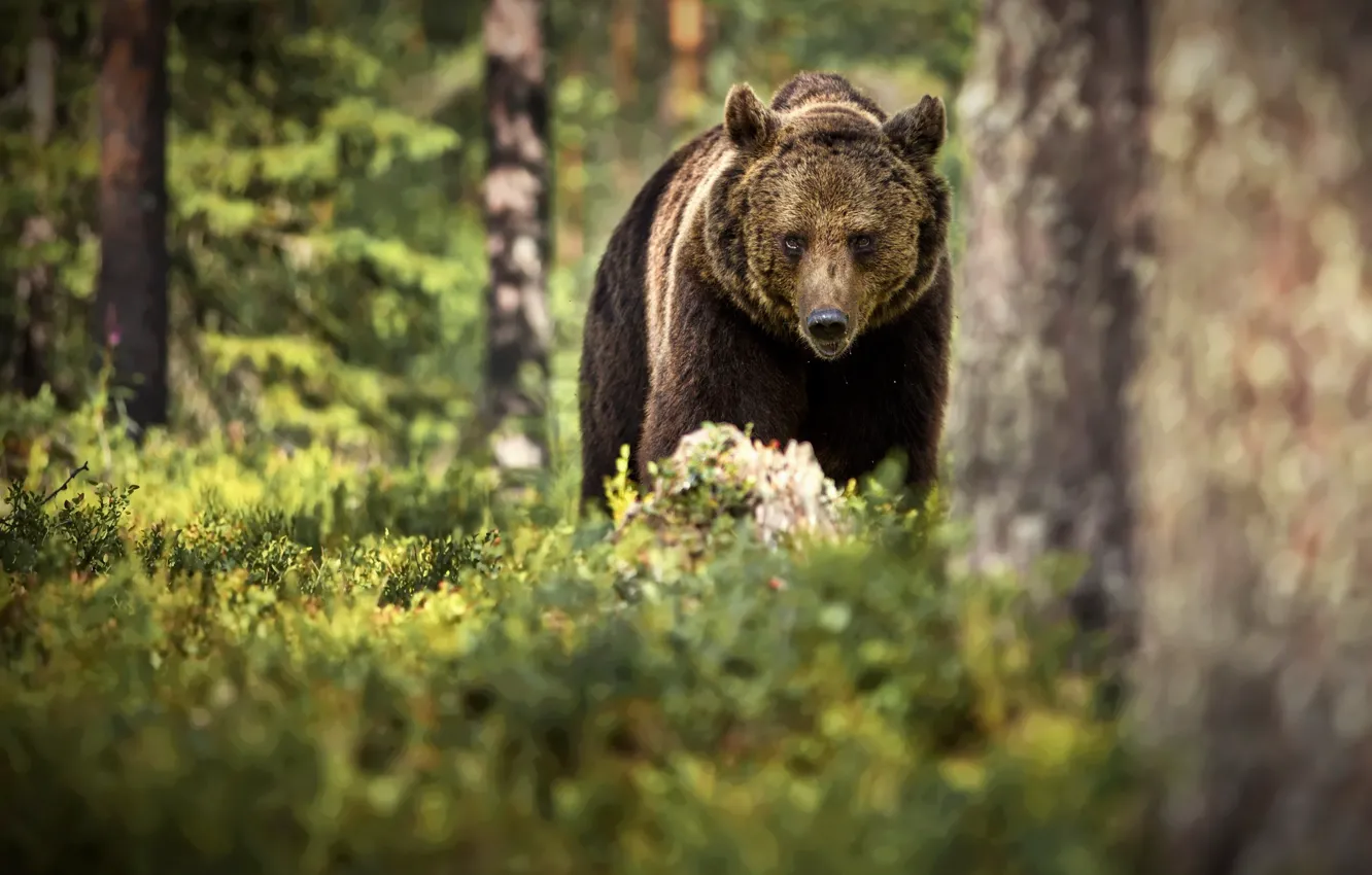 Photo wallpaper forest, trees, nature, animal, predator, bear, brown, Alexander Perov