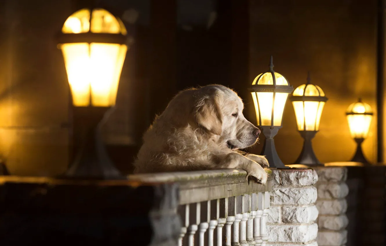 Photo wallpaper dog, lights, dog, Andrei Ershov