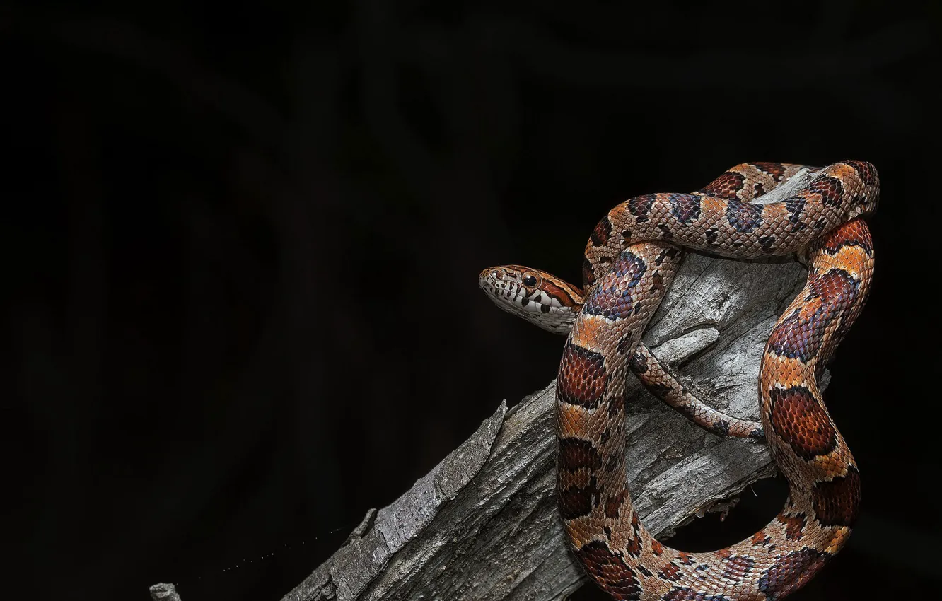 Photo wallpaper background, snake, Pantherophis guttata, Baby Corn Snake